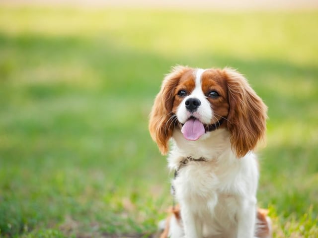 This breed of dog has a lot of love to give and enjoys being around its humans (Photo: Shutterstock)