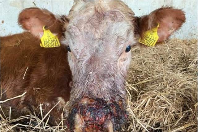 One of the cows at Loversall Farm has been left bloodied after being attacked by dogs.