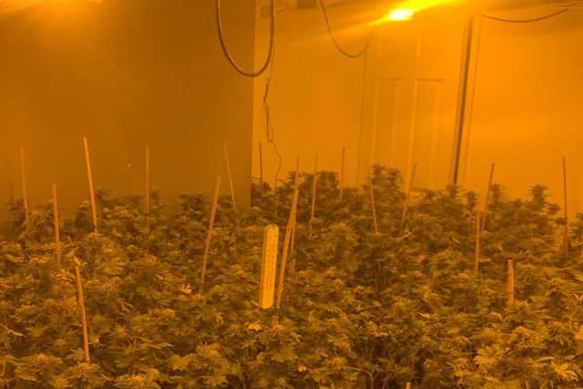 Inside a large cannabis farm which was raided by police in Page Hall, Sheffield. Officers said the electricity meter had been bypassed and it could cost the landlord £3,000 to get reconnected