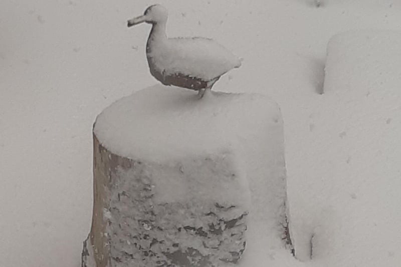 A frozen duck! (Picture Christine Hughes)