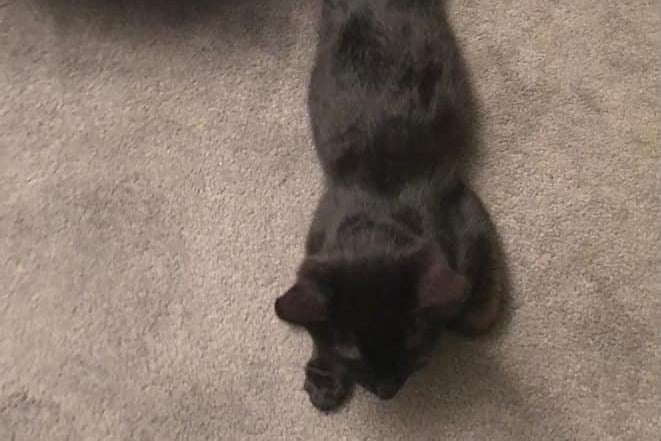 Long cat is rather... well, long.
