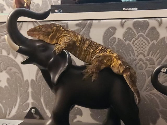Lenny the Leachie gecko.