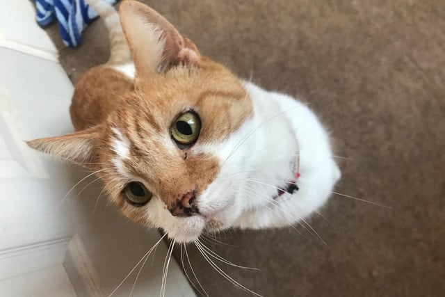 Ten year old male Summer is very outgoing and chatty.  He is more than happy to let you know if he's hungry, bored, wants fusses or to go outside.