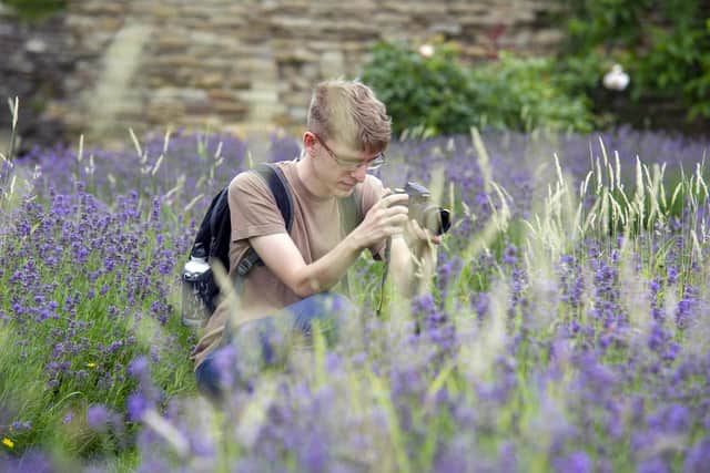 Exploring the lavender maze at Manor Lodge