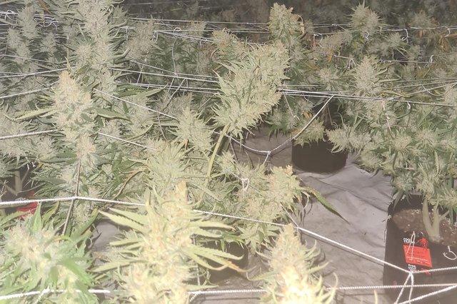 Police found 150 plants across three rooms after being called to a garage at the back of a block of flats in June.