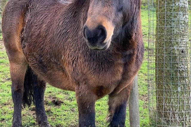 Meet Teddy the cheeky Dartmoor pony who came to live at Manor Farm in 2018. She had been saved by another rescue from entering the pet food chain.  She’s a minx and can’t be trusted to leave wheelbarrows, brushes, clothing and visitors alone - her favourite trick is to steal something then run off and trample it, knowing that it’s impossible to chase and catch her!  Teddy lives with her friends, the miniature Shetland pony Buttons and donkeys Hugo and George.