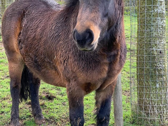 Meet Teddy the cheeky Dartmoor pony who came to live at Manor Farm in 2018. She had been saved by another rescue from entering the pet food chain. She’s a minx and can’t be trusted to leave wheelbarrows, brushes, clothing and visitors alone - her favourite trick is to steal something then run off and trample it, knowing that it’s impossible to chase and catch her! Teddy lives with her friends, the miniature Shetland pony Buttons and donkeys Hugo and George.