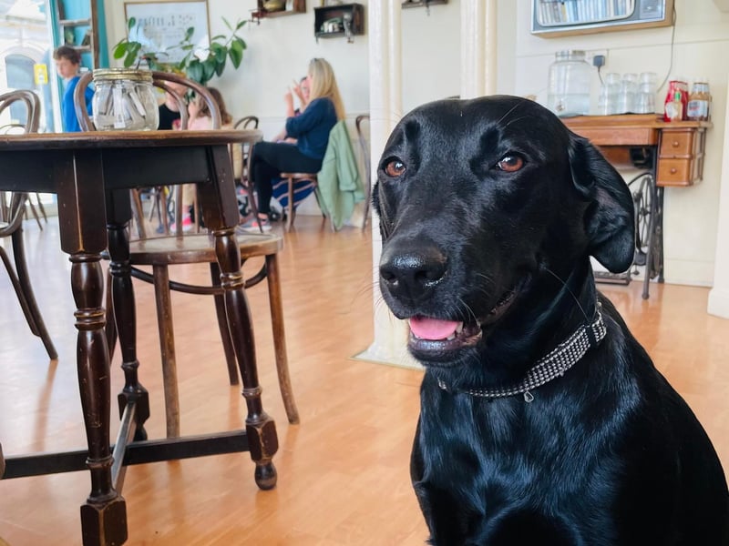 This is Eva the black lab at her favourite Leith cafe, Hideout. In common with most black labs, she is always hungry and happy to Hoover.
40-42 Queen Charlotte Street, www.hideoutcafe.co.uk