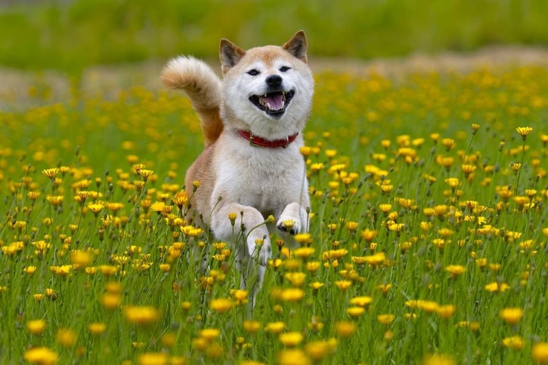 Hong Kong’s favourite dog breed was revealed as the Shiba Inu.