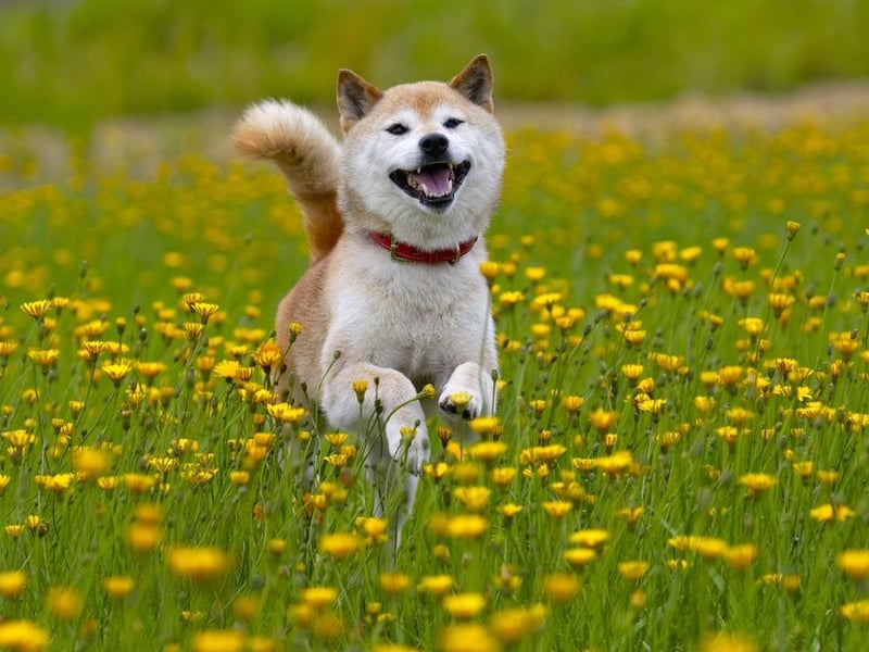 Hong Kong’s favourite dog breed was revealed as the Shiba Inu.