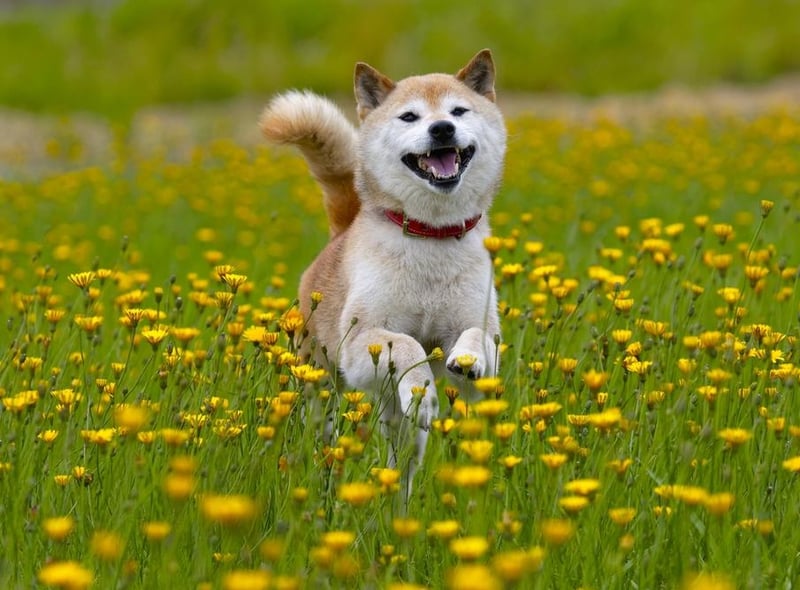 Hong Kong’s favourite dog breed was revealed as the Shiba Inu.