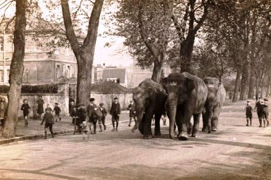 Circus elephants in Norfolk Park, c.1910 (Reference number P01628)