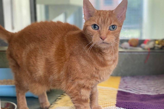 Polly is a sweet, older lady who loves a good head scratch and chin rub.