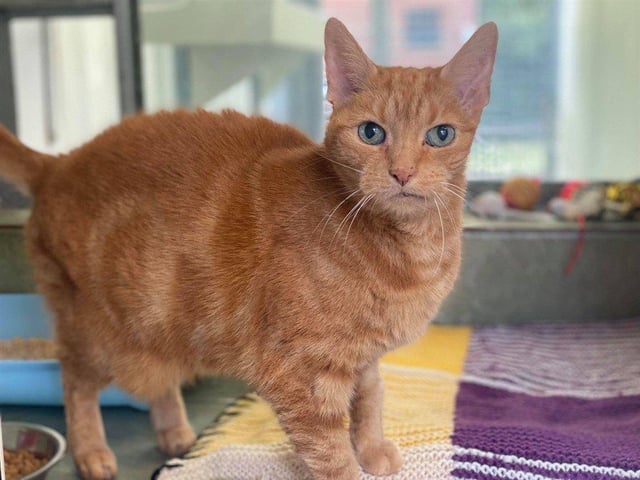 Polly is a sweet, older lady who loves a good head scratch and chin rub.