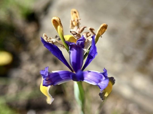 Spanish Iris by @JohnH14458271
