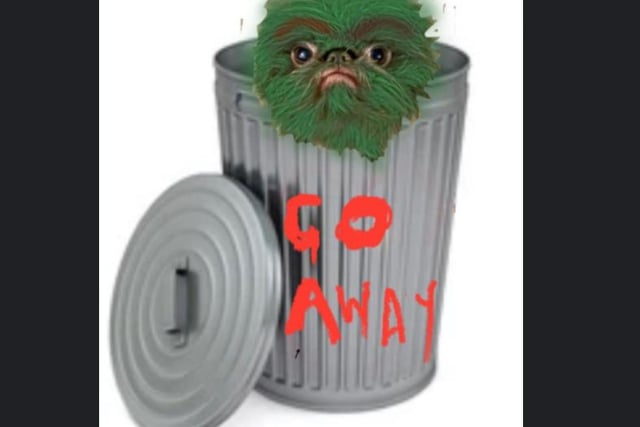 Proshka, who looks like Gizmo from Gremlins,  now has a world wide following on the back of pictures posted on social media by his owner. Here is how he looks as Oscar the Grouch. Pictures: Stefani Doherty / https://www.instagram.com/griffy.girl/
