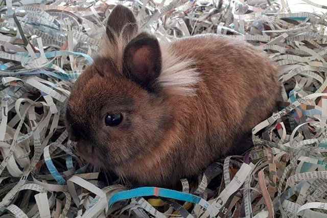 Magic is a really sweet bunny who enjoys fresh vegetables. He is still very young and so would benefit from plenty of enrichment to keep him entertained, as well as a neutered female companion.