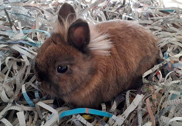 Magic is a really sweet bunny who enjoys fresh vegetables. He is still very young and so would benefit from plenty of enrichment to keep him entertained, as well as a neutered female companion.