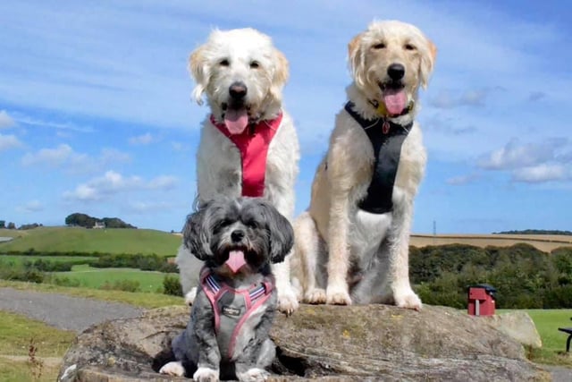 Alexandra Graydon said: Lexi (sacked guide dog) Daffodil (the crazy pup) and little Rosie (the big boss).