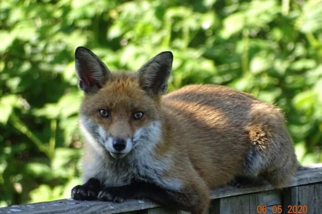 A female fox takes advantage of the warm sunshine on John Hackett's garden fence in Wybourn - where she pops along for dinner every day!