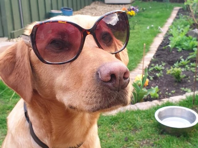 Bailey the fox red labrador, who has been helping April Dunlop in the garden