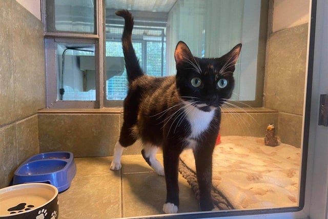Bebo is an affectionate girl who loves to let you know when she wants attention.