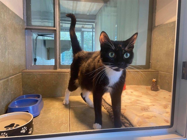 Bebo is an affectionate girl who loves to let you know when she wants attention.