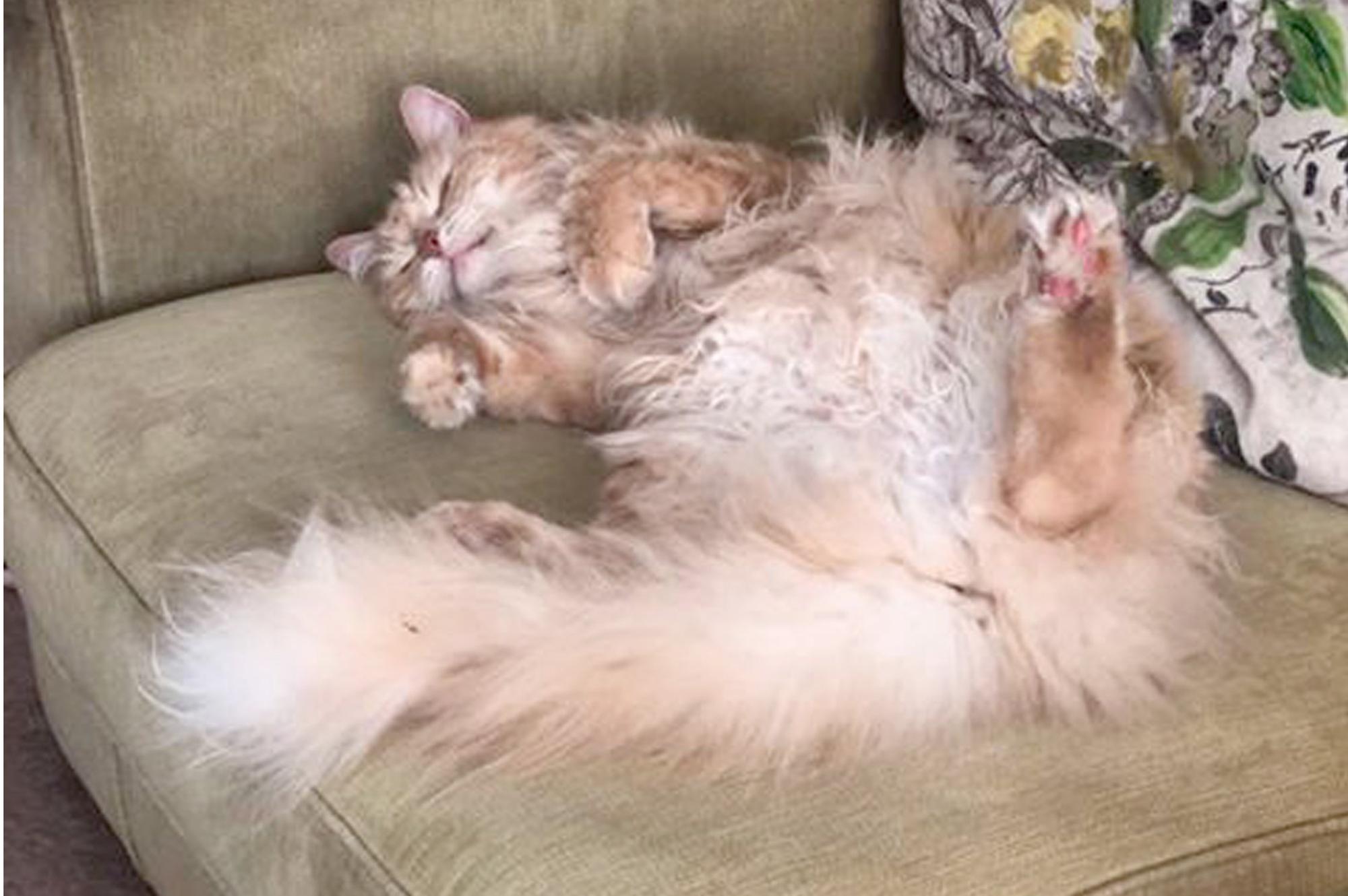 Stu from Drayton's cat, Olly, looks like a work of art as he tries to stay cool during lockdown.