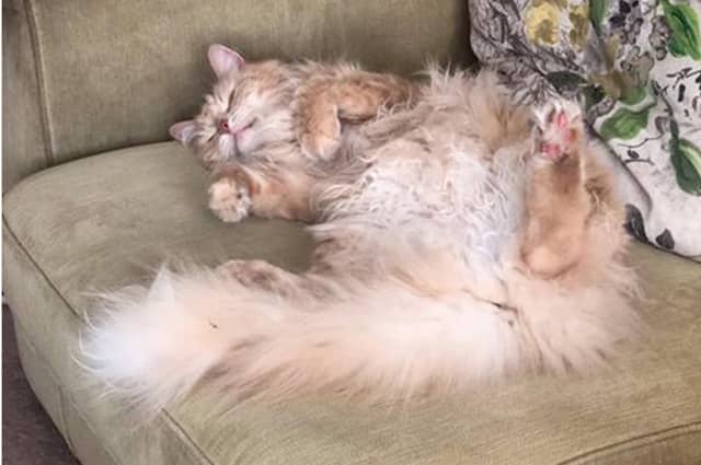 Stu from Drayton's cat, Olly, looks like a work of art as he tries to stay cool during lockdown.