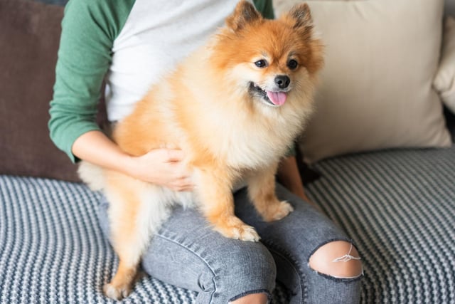 Another breed happy to curl up for hours on end at - and on - your feet is the adorable Pomeranian. They are fluffy and cozy - like a pair of self-heating slippers.
