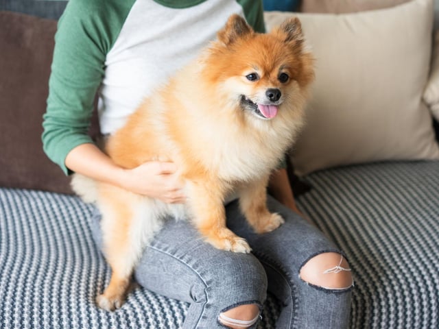 Another breed happy to curl up for hours on end at - and on - your feet is the adorable Pomeranian. They are fluffy and cozy - like a pair of self-heating slippers.