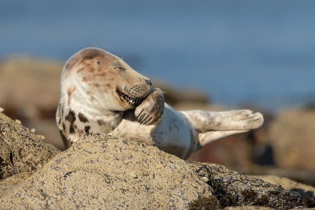 Grey seal pup appears to be giggling. I loved the expression captured. It looks so human-like. I was lying on a rocky beach for hours, as motionlessly as possible, patiently waiting for seal life to unfold around me. This seal pup came onto the shore for a bit of rest and ended up sleeping on its chosen rock for hours before the incoming tide forced it to move more inland. Occasionally, it would stretch and yawn and it was one of the yawns that led to this expression, looking as if the seal was giggling.
Animal: Grey seal
Location of shot: Ravenscar