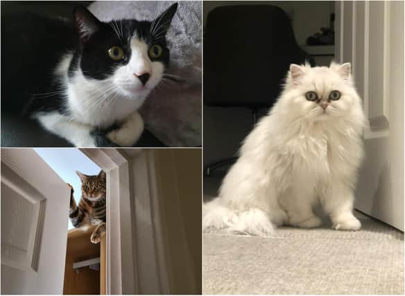 Readers have been sharing their pictures for International Cat Day.