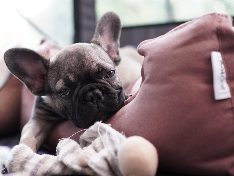 Average insurance cost: French Bulldog: £517.61. Shorthair Tabby: £103.48