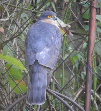 A male sparrowhawk by Professor Ian Rotherham