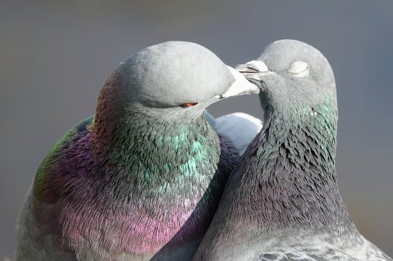 Angela Pearson timed this picture of two amorous pigeons perfectly.