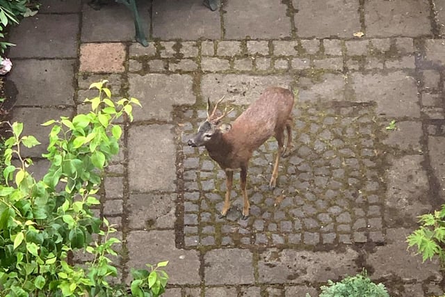 As humans stayed indoors, wildlife started to invade towns and cities. Benjamin Holm took this picture of a surprising visitor in his Edinburgh garden.