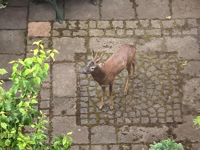 As humans stayed indoors, wildlife started to invade towns and cities. Benjamin Holm took this picture of a surprising visitor in his Edinburgh garden.