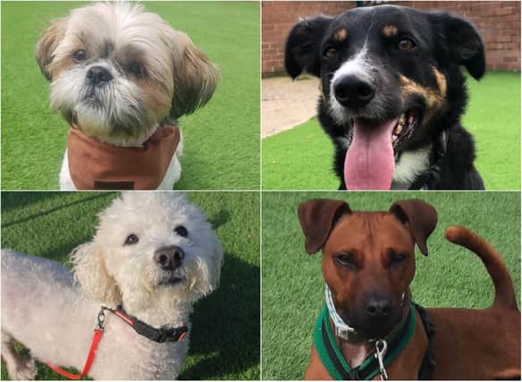 There are numerous cats and dogs available for adoption at Thornberry Animal Sanctuary