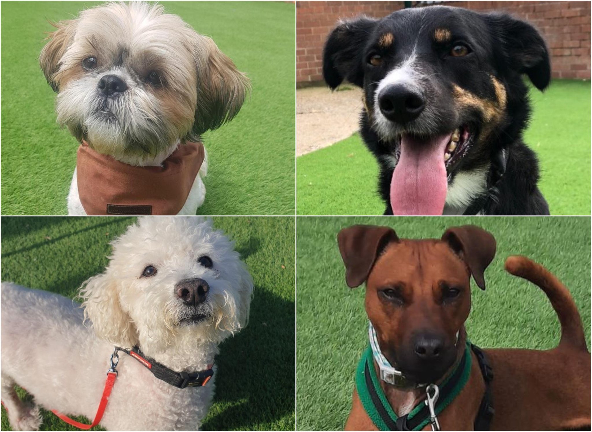 Here are 20 rescue dogs in South Yorkshire searching for their ...