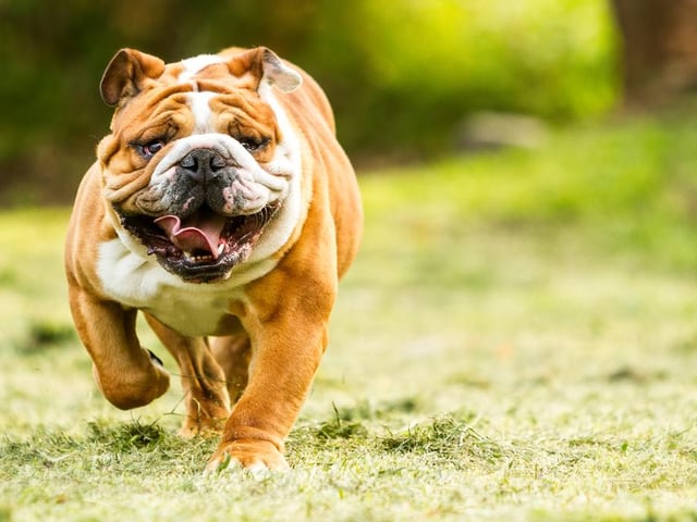 Bulldogs are calm, confident and very cuddly. They’re an affectionate and low-maintenance breed of dog (Photo: Shutterstock)