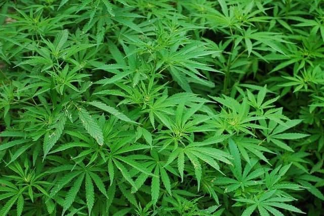 Sheffield Crown Court has heard how a drug-offender was caught with 38 cannabis plants at a rented flat after a landlord checked a leak at the property. Pictured is an example of cannabis plants courtesy of Pixabay.