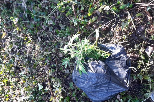Bags of cannabis clippings were found outside a Doncaster camp site.