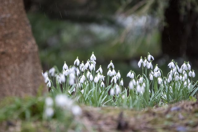 A cluster of snowdrops at Howick Hall Gardens and Arboretum.