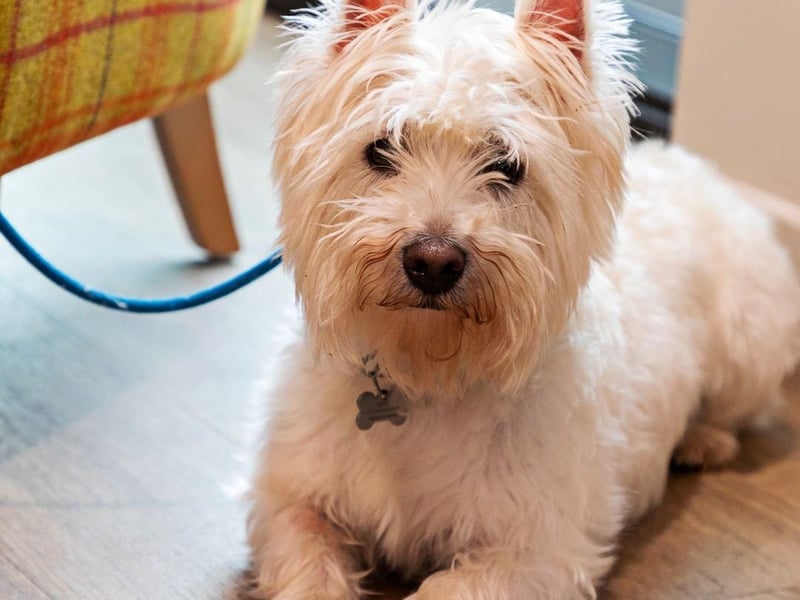 Both of the Loudon's locations are dog friendly and they offer water, dog biscuits and, on very special occasions, some bacon bits. Some of their guests order sausages for their canine companions. Milo wants all of that and he'll give you his paw to prove it.
94b Fountainbridge and 2 Sibbald Walk, www.loudons.co.uk
