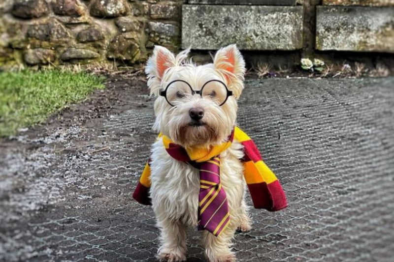 Who could resist a wee westie dressed in Harry Potter costume? Meet Casper, who - with the help of owner Sam - takes his followers on adventures around Scotland. See theweewhitedug.com