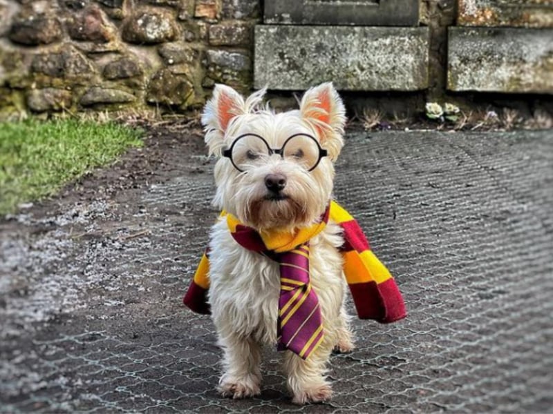 Who could resist a wee westie dressed in Harry Potter costume? Meet Casper, who - with the help of owner Sam - takes his followers on adventures around Scotland. See theweewhitedug.com