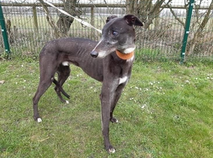 Terrance, aged seven, is a great lad who loves attention and isn't afraid to let you know when it is time for a fuss. Terrance had a rough time in his previous home so is now looking for a comfy bed to snuggle into. Terrance would be best suited to living in a home with no other pets, he loves all the cuddles to himself. He could also live in a home with children over the age if 12 years old with no cats.