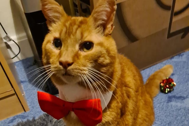 Harley the cat rocking a new bow he got for Christmas. Taken by Sharon Aubert.