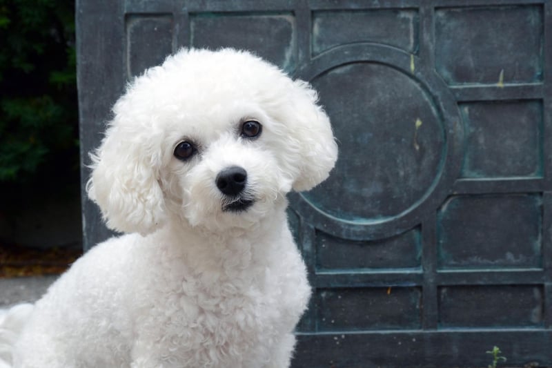 With their piercing black eyes and fluffy white coat, the Bichon is almost like a child's toy. They are cheerful, small dogs with a love of mischief and a lot of affection. 400 of them were registered last year.